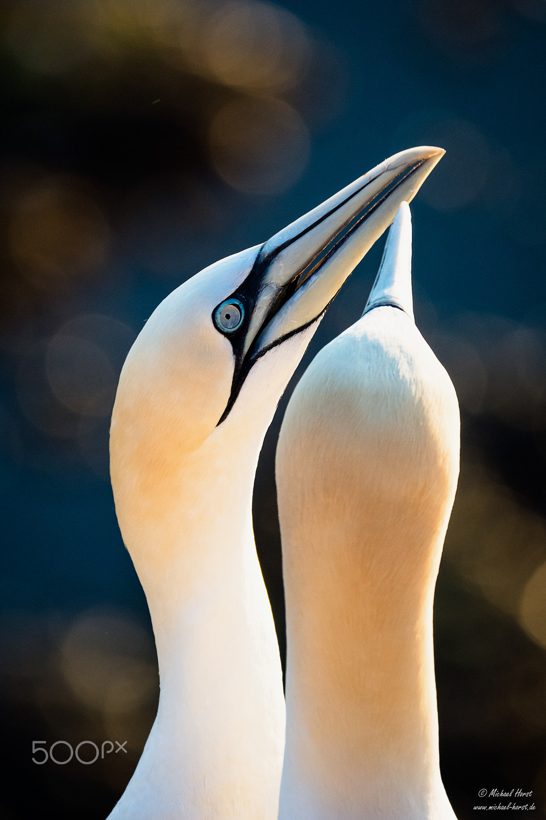Olympus OM-D E-M1 + LEICA DG 100-400/F4.0-6.3 sample photo. Gannets bonding, helgoland photography