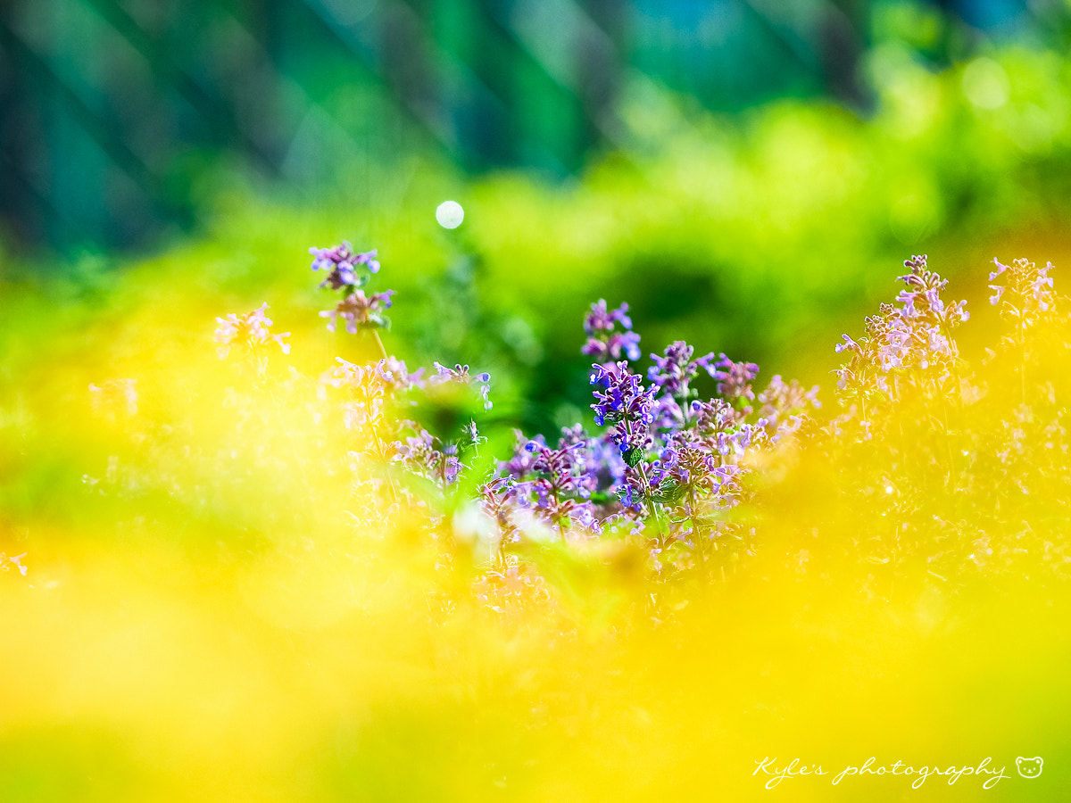 Olympus OM-D E-M1 + Sigma 150mm F2.8 EX DG Macro HSM sample photo. 大石公園 photography