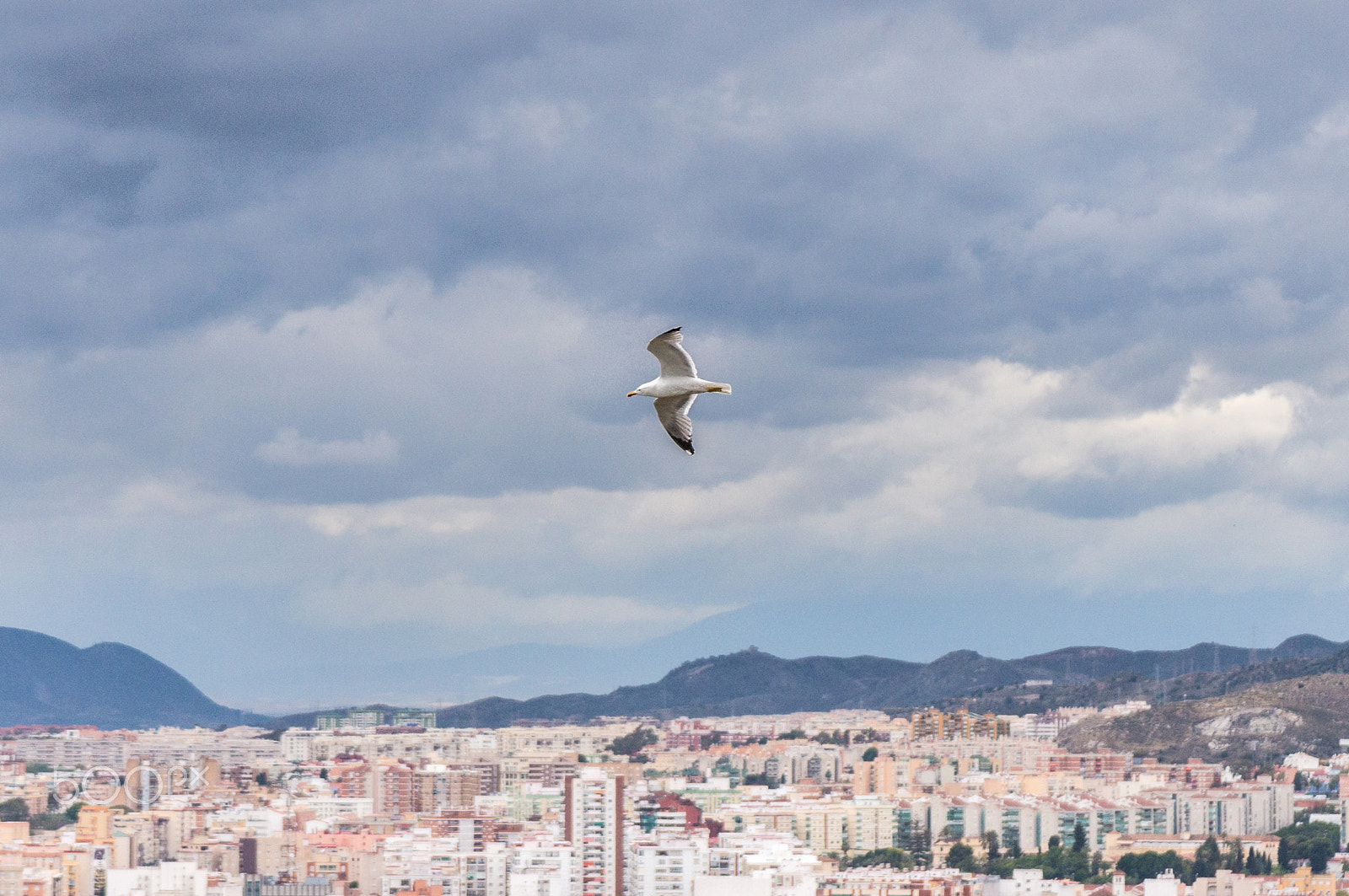 Sony Alpha NEX-5T + Sony Vario-Tessar T* E 16-70mm F4 ZA OSS sample photo. Urban seagull photography