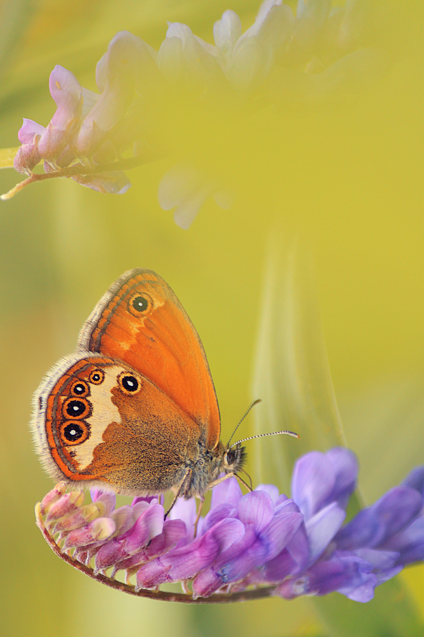 Canon EOS 500D (EOS Rebel T1i / EOS Kiss X3) sample photo. The last dance of a butterfly photography
