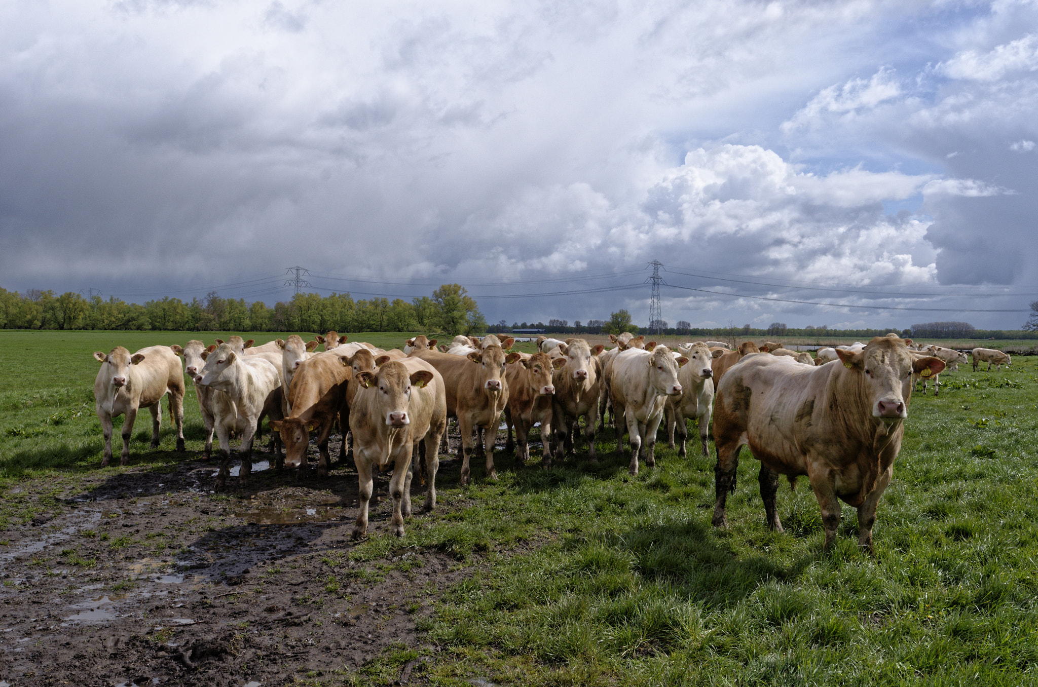 Nikon D7000 + Nikon AF-S Nikkor 24mm F1.8G ED sample photo. Cows at bakkerskil, netherlands photography