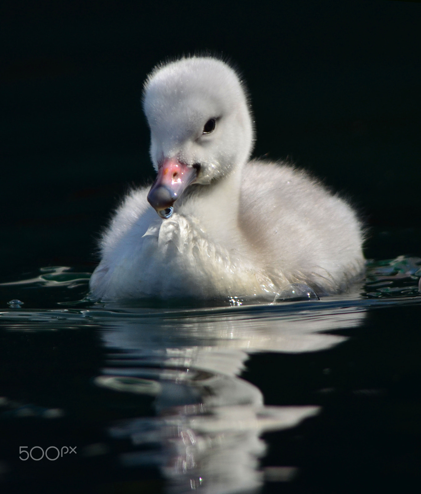 Sigma 18-125mm F3.8-5.6 DC OS HSM sample photo. Trumpeter swan cygnets photography