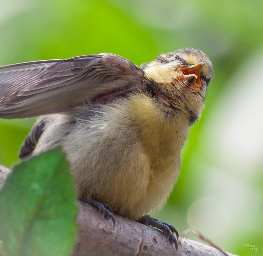 Olympus Zuiko Digital ED 70-300mm F4.0-5.6 sample photo. Baby bird photography