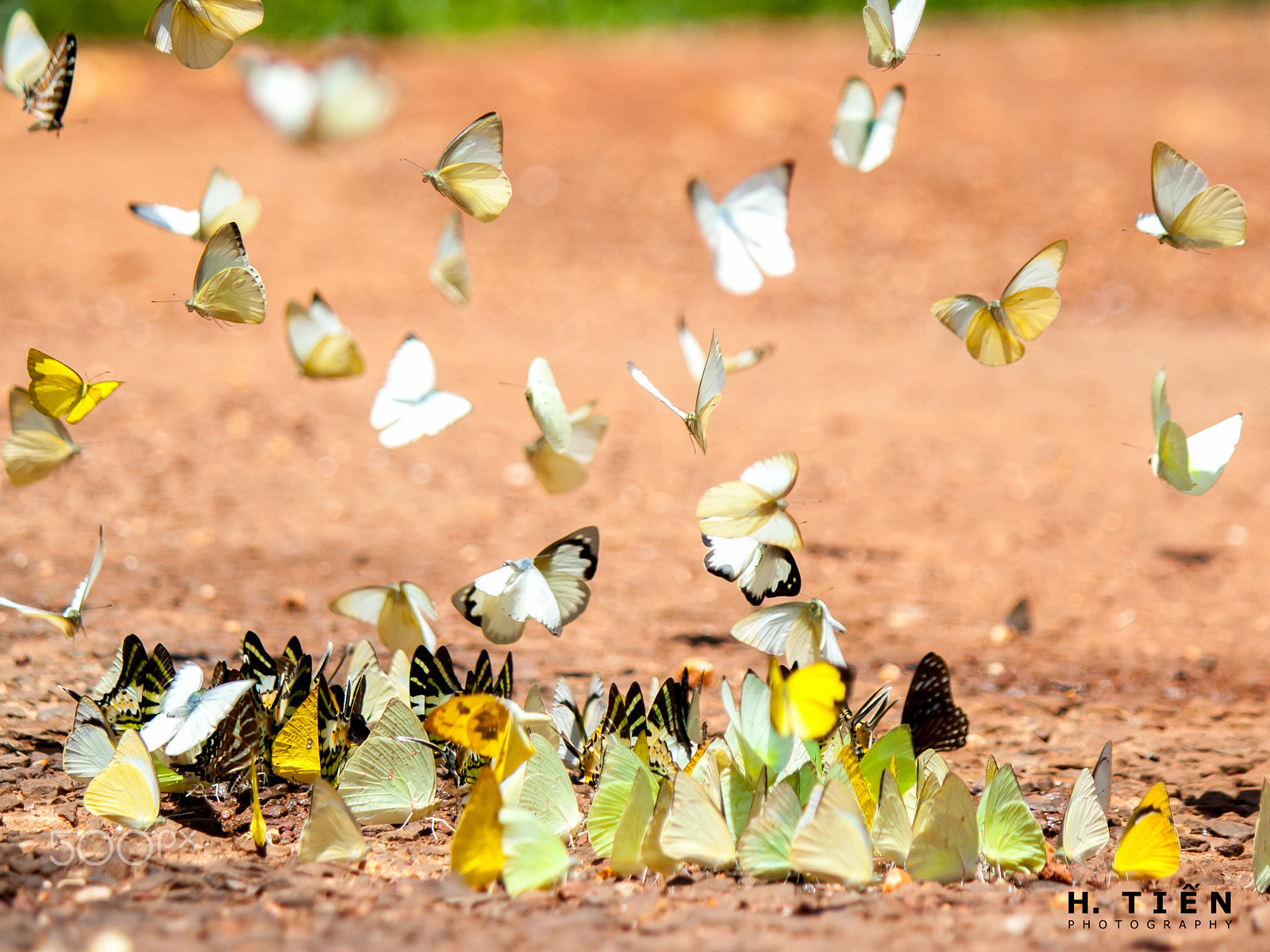Canon EOS 1000D (EOS Digital Rebel XS / EOS Kiss F) sample photo. Butterflies photography