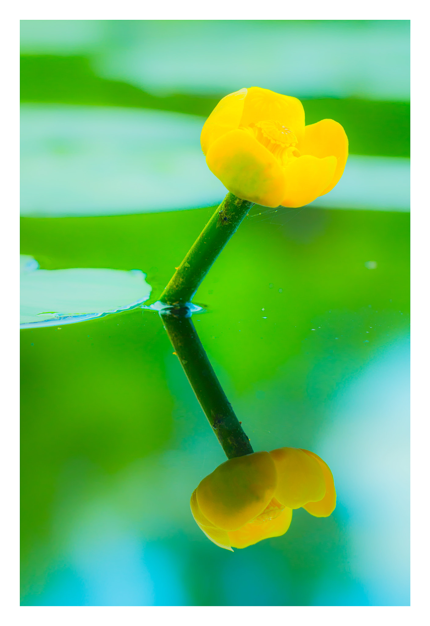 Canon EOS 760D (EOS Rebel T6s / EOS 8000D) + Canon EF 100mm F2.8L Macro IS USM sample photo. Reflecting photography