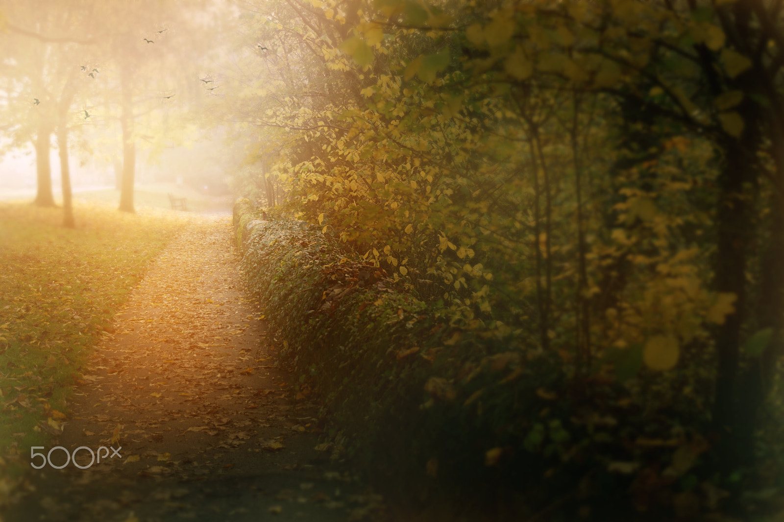 Sigma 24-70mm F2.8 EX DG HSM sample photo. Misty path photography