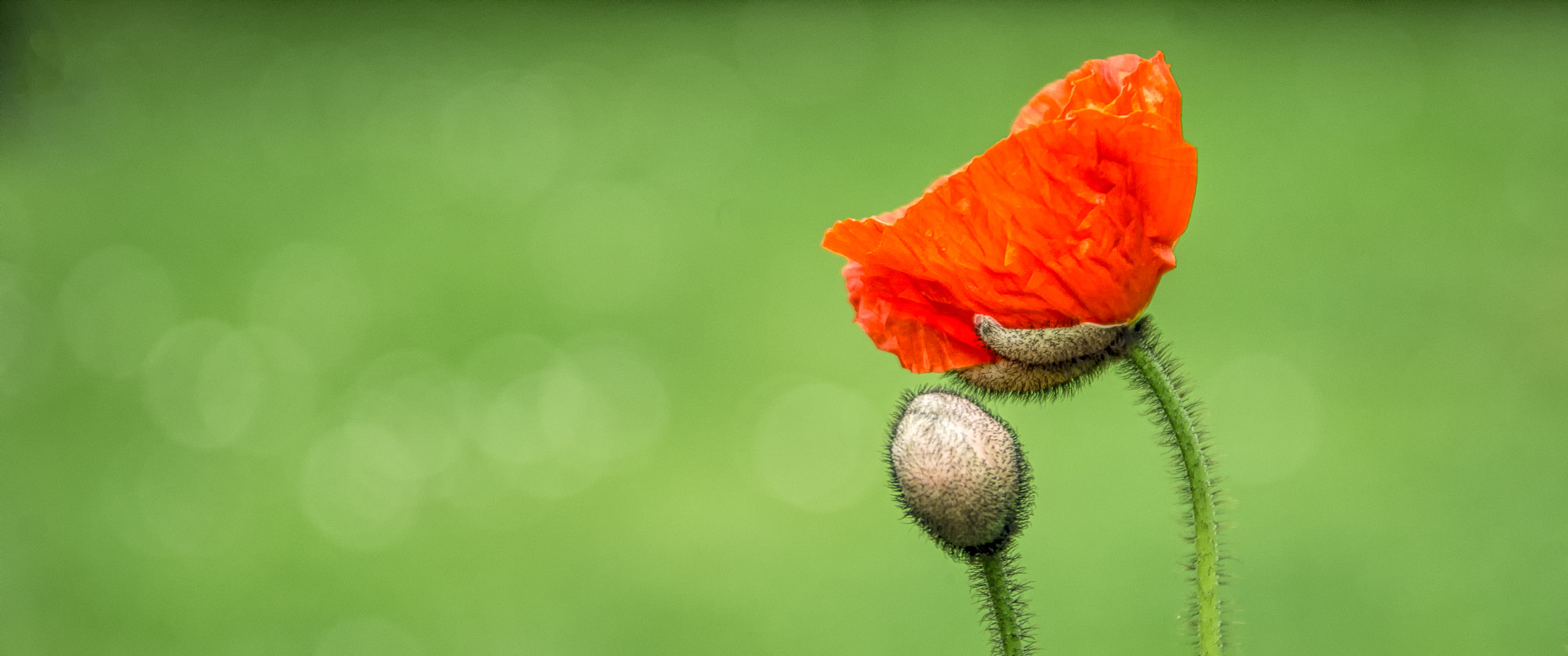 Sigma 18-125mm F3.8-5.6 DC HSM sample photo. The great transformation photography