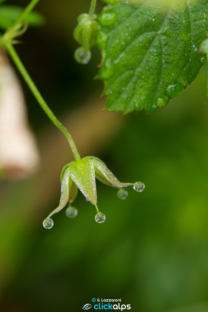 Canon EOS 7D + Tamron SP AF 180mm F3.5 Di LD (IF) Macro sample photo. Drops photography