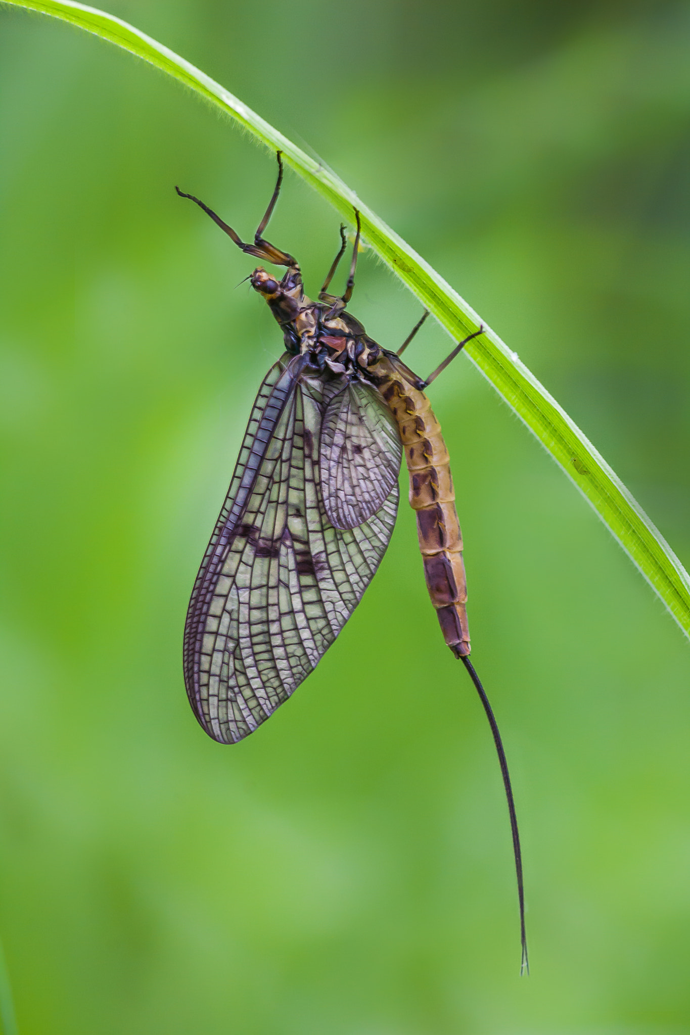 Canon EOS 40D + Sigma 105mm F2.8 EX DG OS HSM sample photo. Mayfly photography