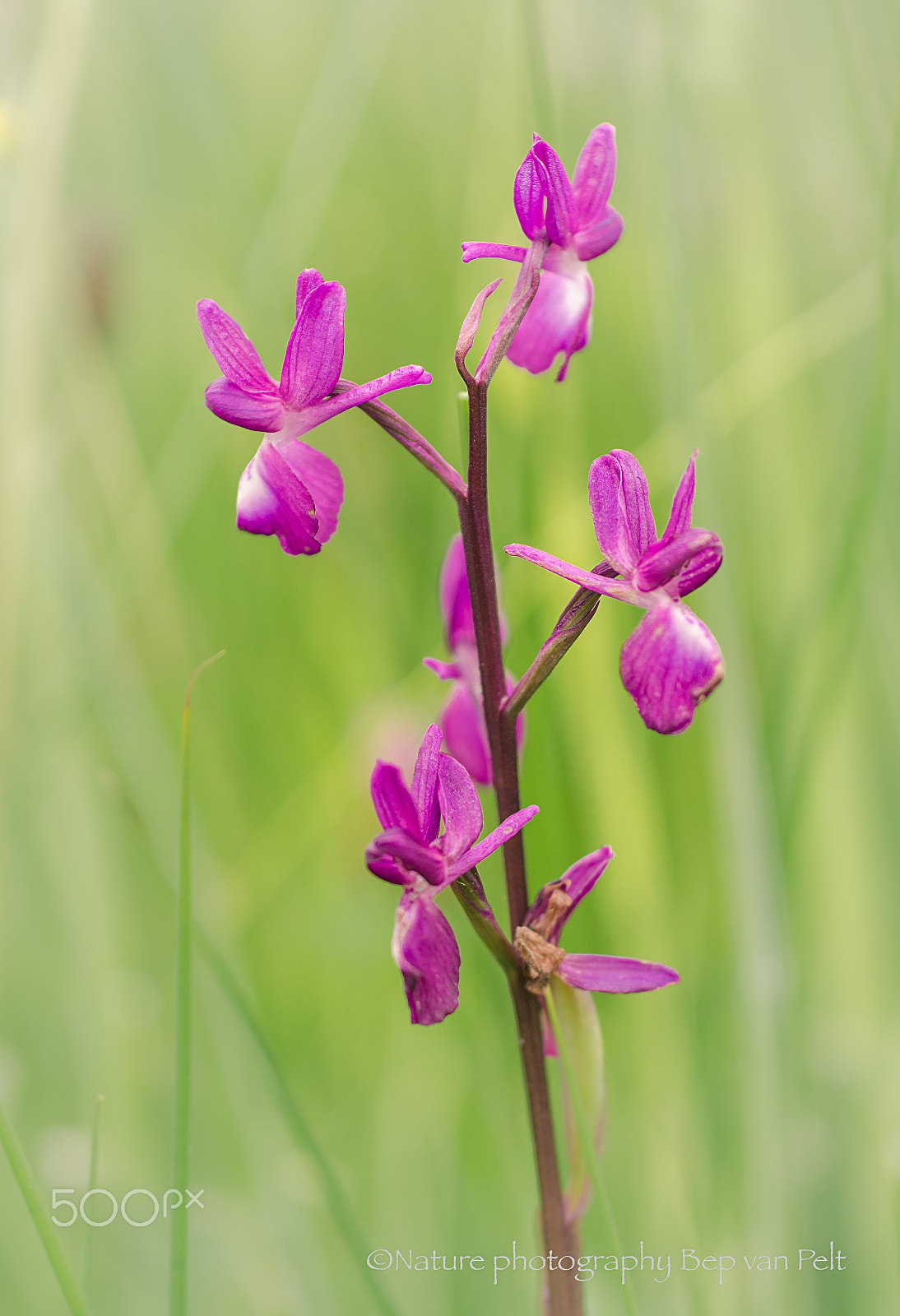 Nikon D7000 + Sigma 50mm F2.8 EX DG Macro sample photo. Loose-flowered orchid at a small wetland photography