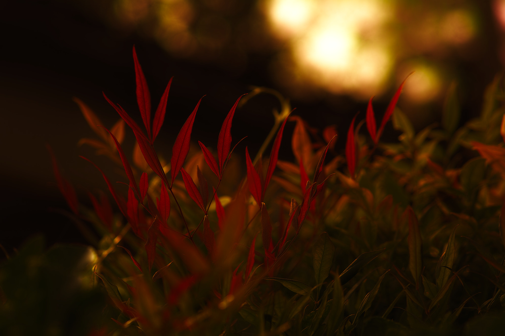 Sigma SD1 Merrill + Sigma 85mm F1.4 EX DG HSM sample photo. Fumi photography