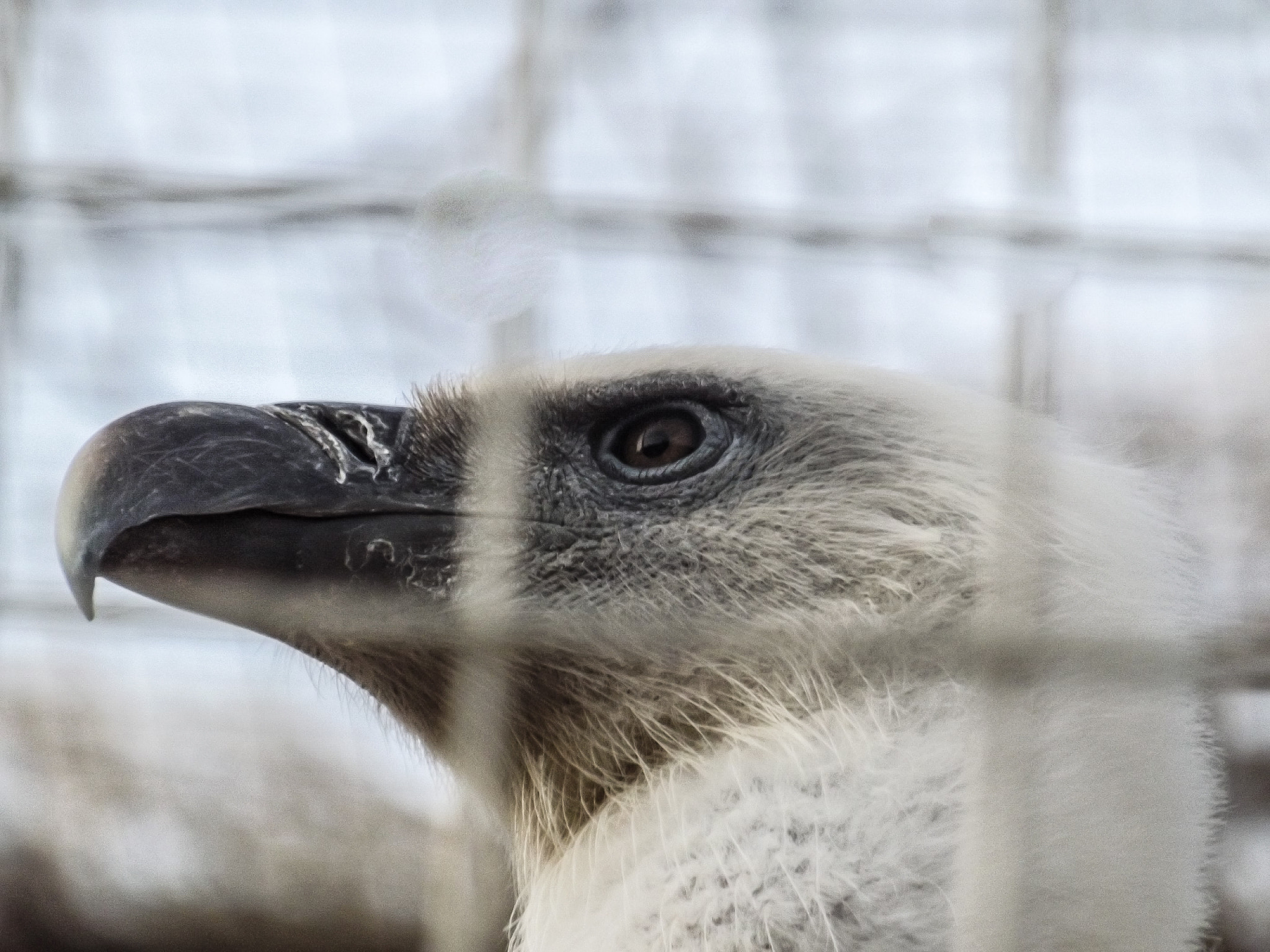 Fujifilm FinePix S3400 sample photo. White eagle in a cage photography