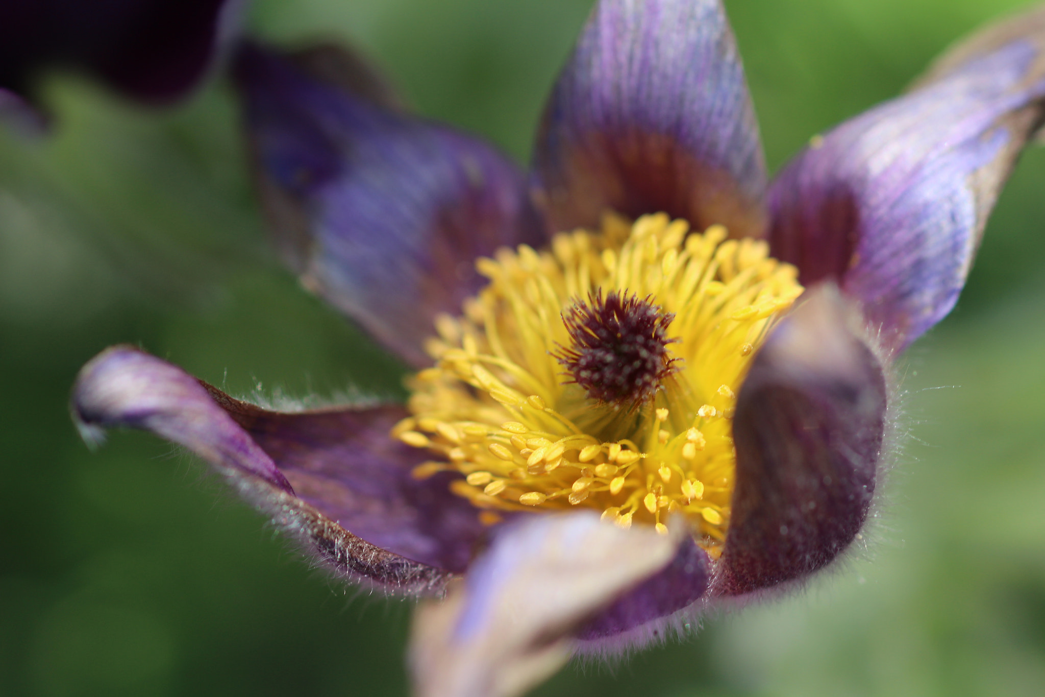 Canon EOS 700D (EOS Rebel T5i / EOS Kiss X7i) + Canon EF 100mm F2.8 Macro USM sample photo. Purple and yellow photography