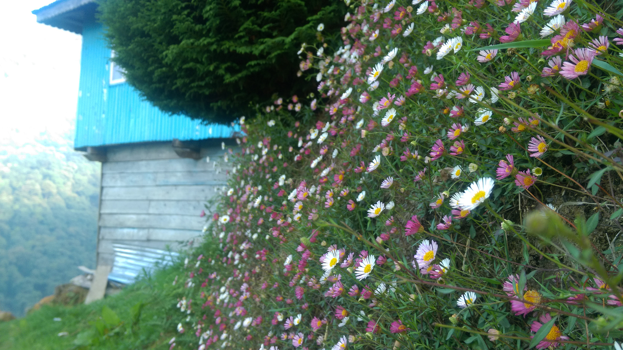 HTC ONE (M8 EYE) sample photo. Beauty by the house photography