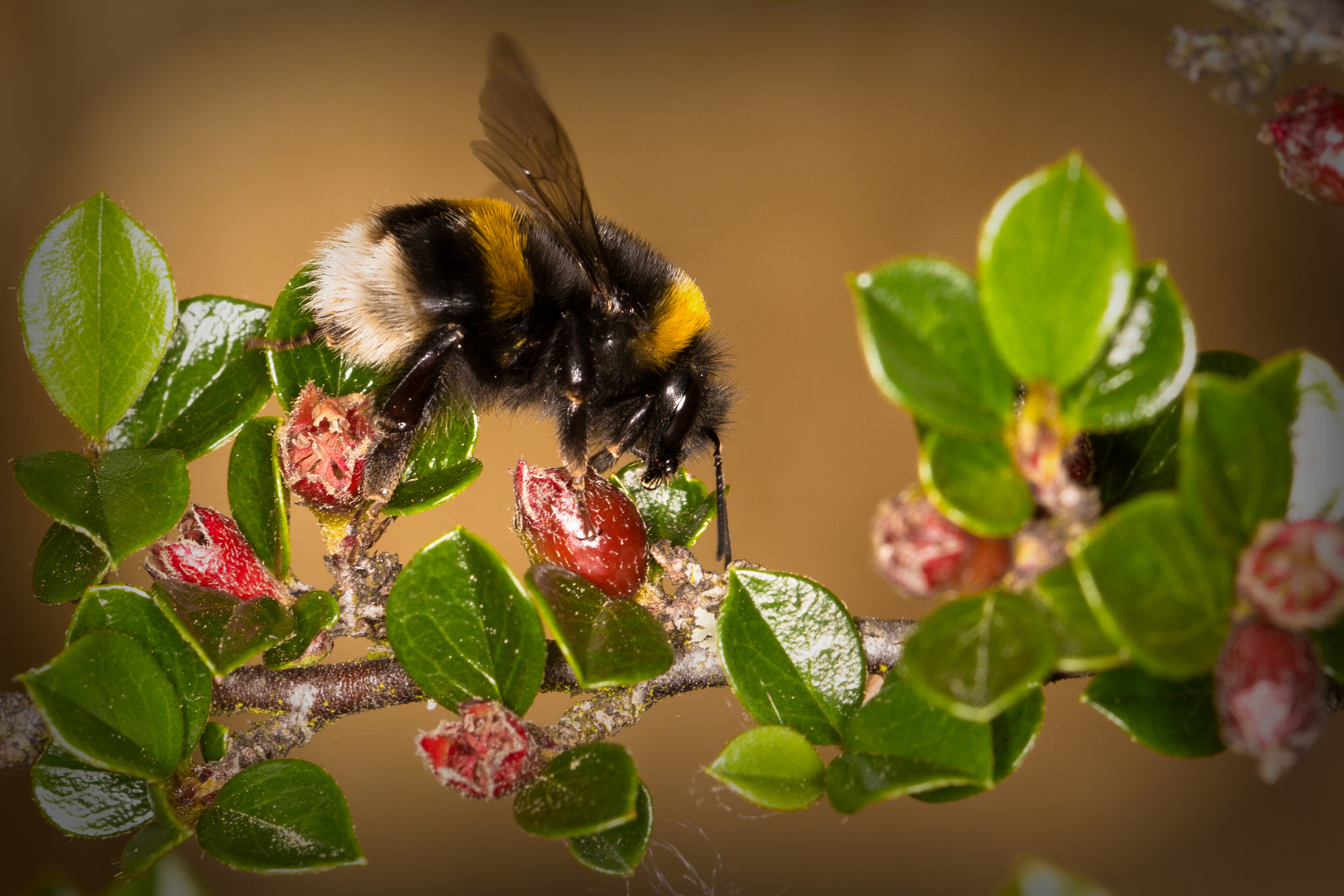 Sigma 105mm F2.8 EX DG OS HSM sample photo. Macro photography