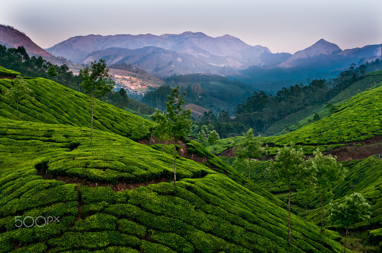 Nikon D300 + Sigma 50-150mm F2.8 EX APO DC HSM sample photo. From munnar photography