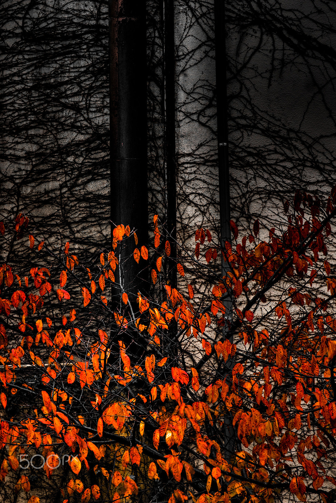 Tamron SP 70-300mm F4-5.6 Di USD sample photo. Autumn flame photography