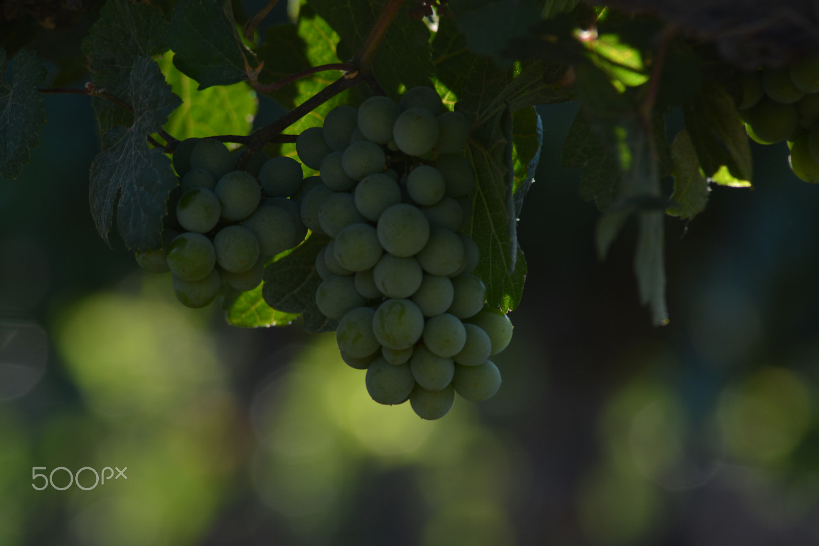 Tamron AF 70-300mm F4-5.6 Di LD Macro sample photo. Cluster of grapes photography