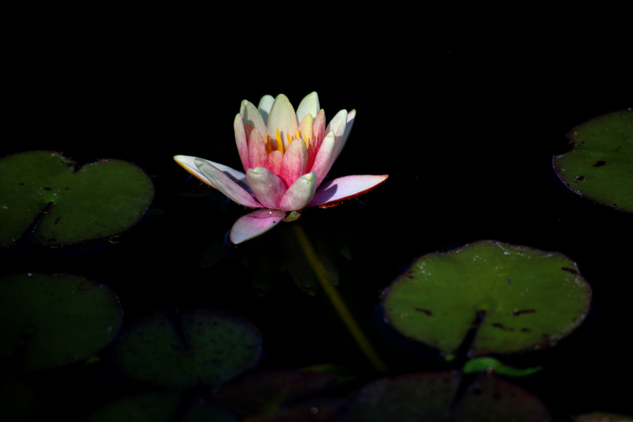Canon EF 100-300mm F4.5-5.6 USM sample photo. Lotus in the pond photography