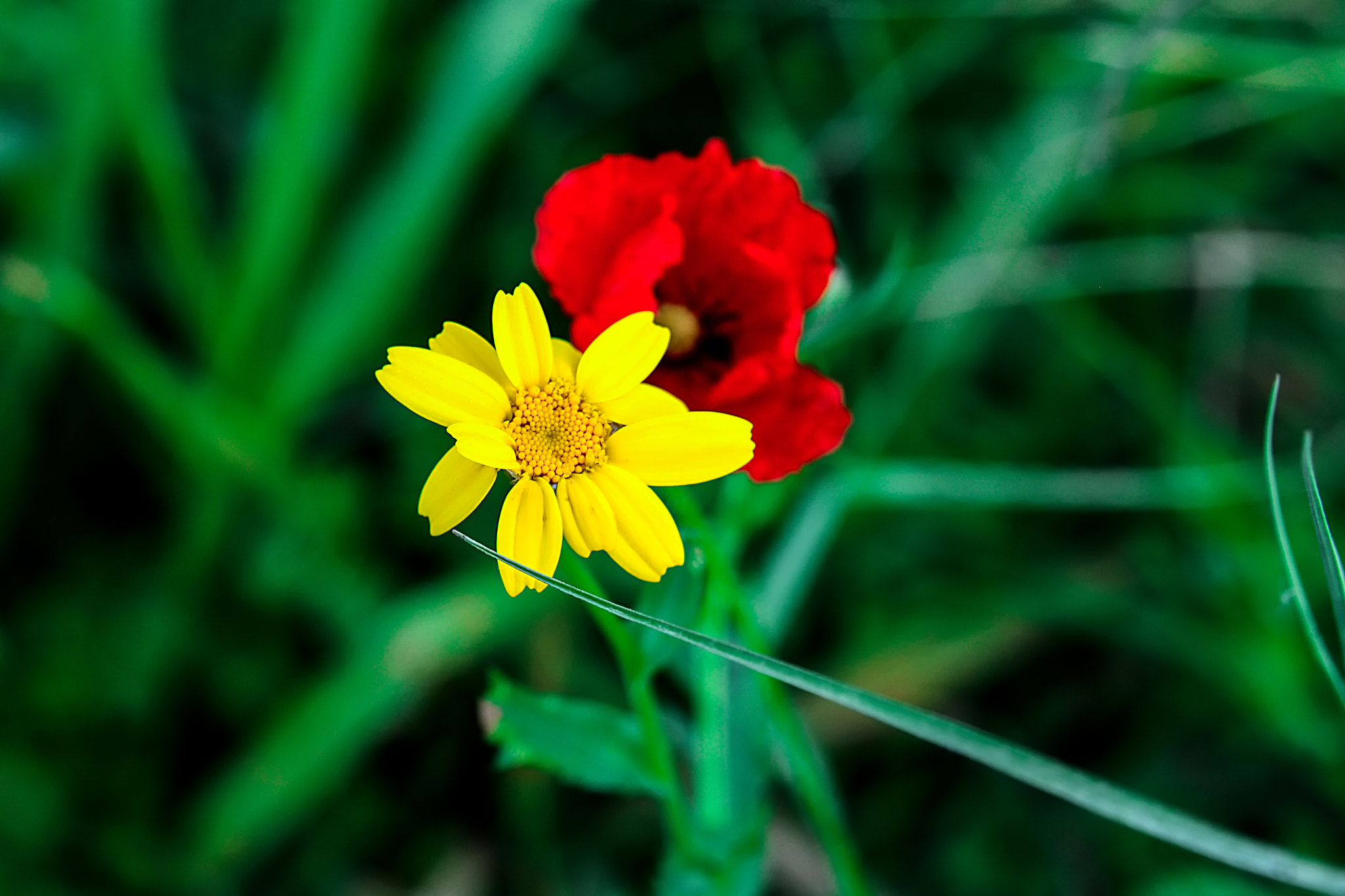 Nikon AF Nikkor 24-85mm F2.8-4D IF sample photo. Flowers photography