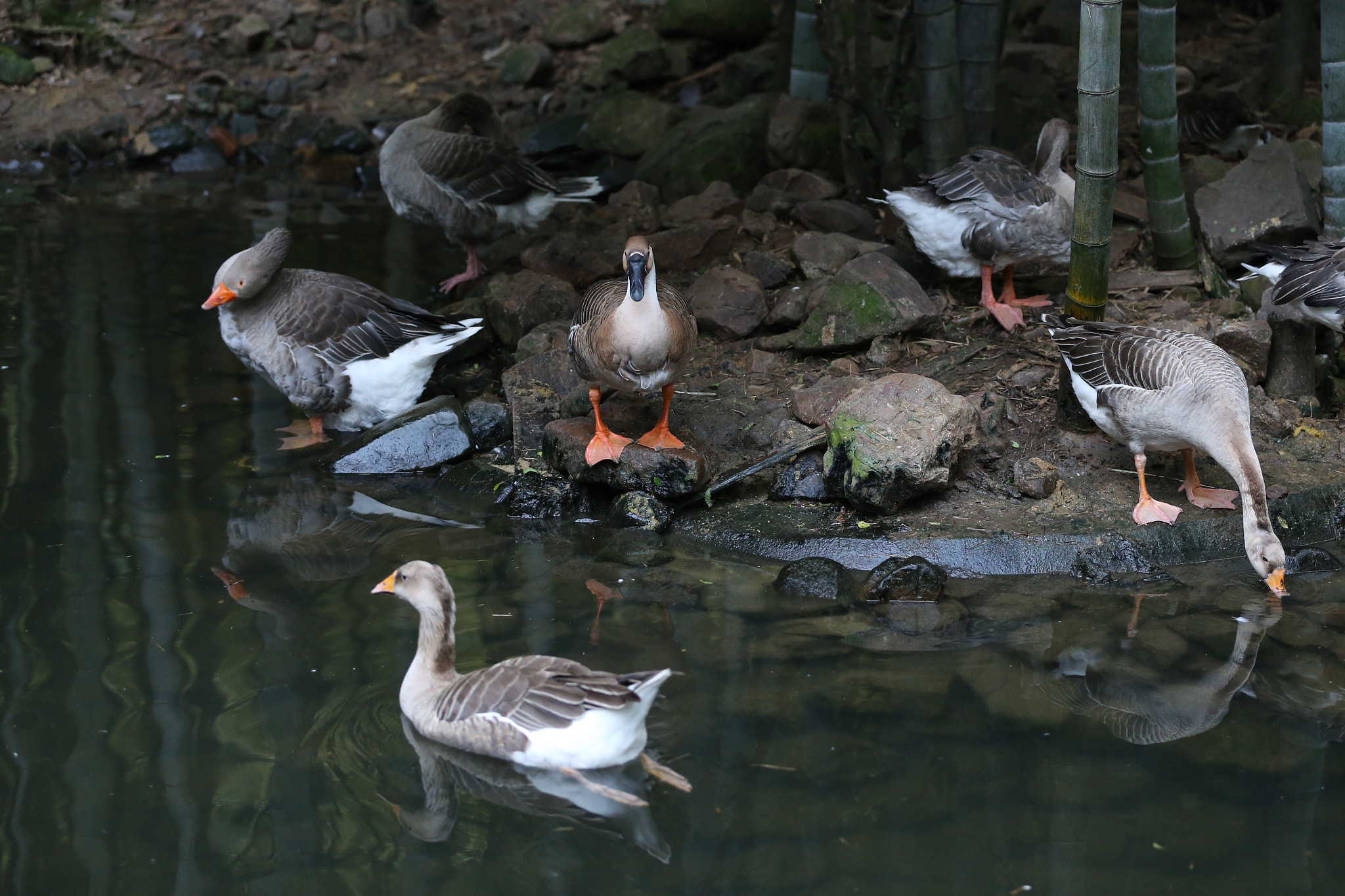 Canon EF 70-200mm F2.8L IS II USM sample photo