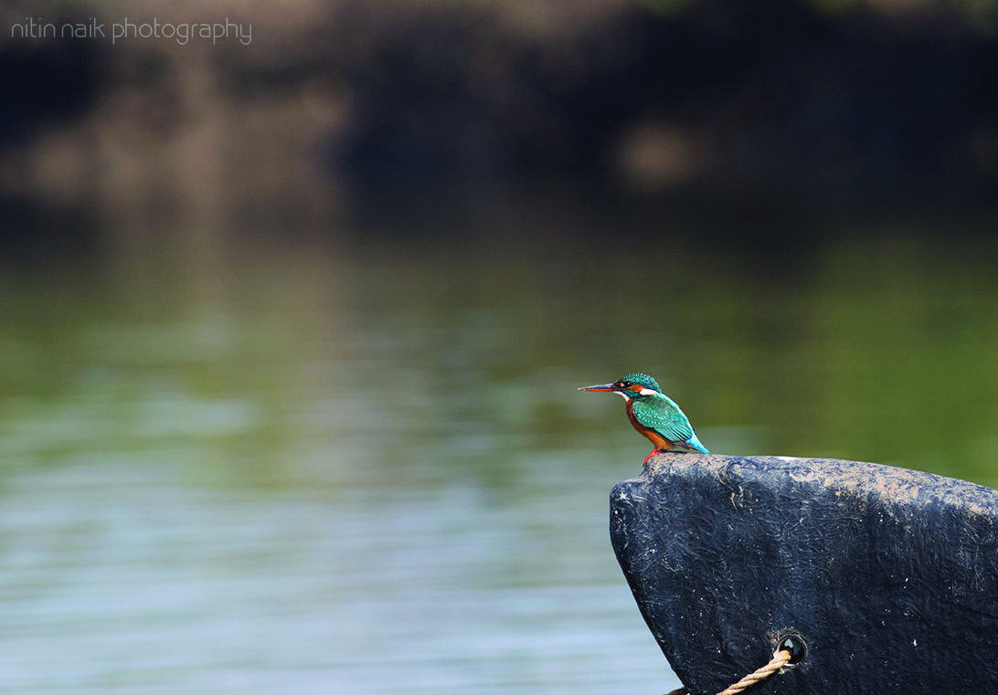 Canon EOS 7D Mark II + Canon EF 400mm F5.6L USM sample photo. Common kingfisher photography