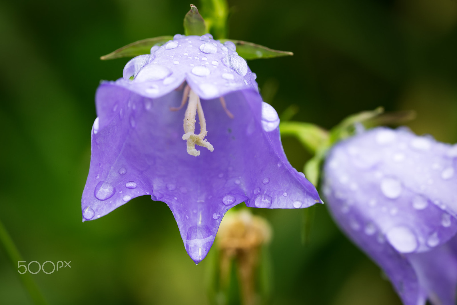 ZEISS Makro-Planar T* 100mm F2 sample photo. In the rain photography
