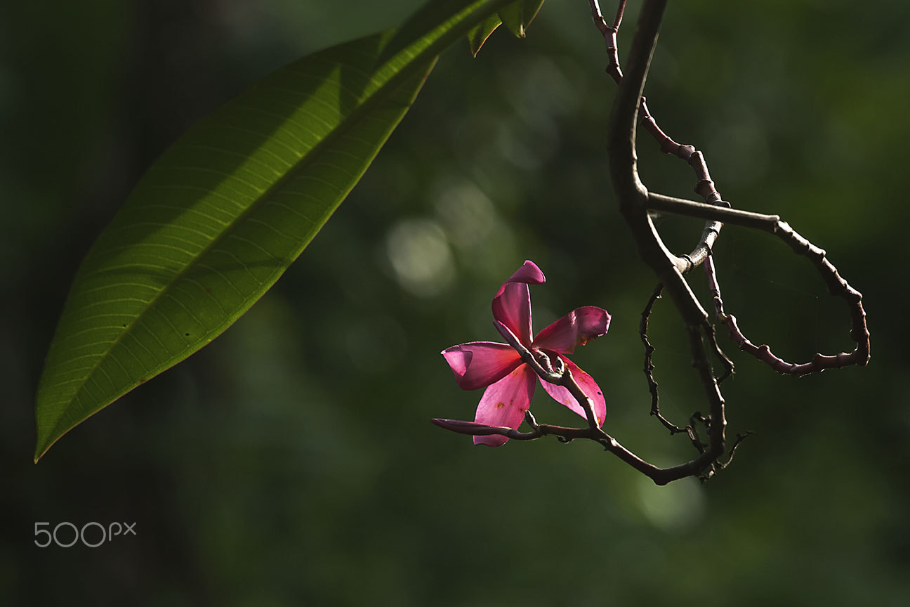 Nikon D80 sample photo. Lonely flower photography