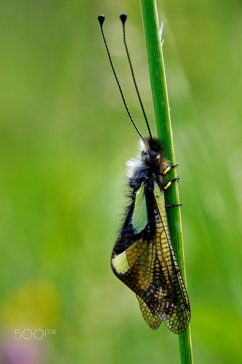 Canon EOS 7D Mark II + Tamron SP AF 90mm F2.8 Di Macro sample photo. The dancing fairies... photography