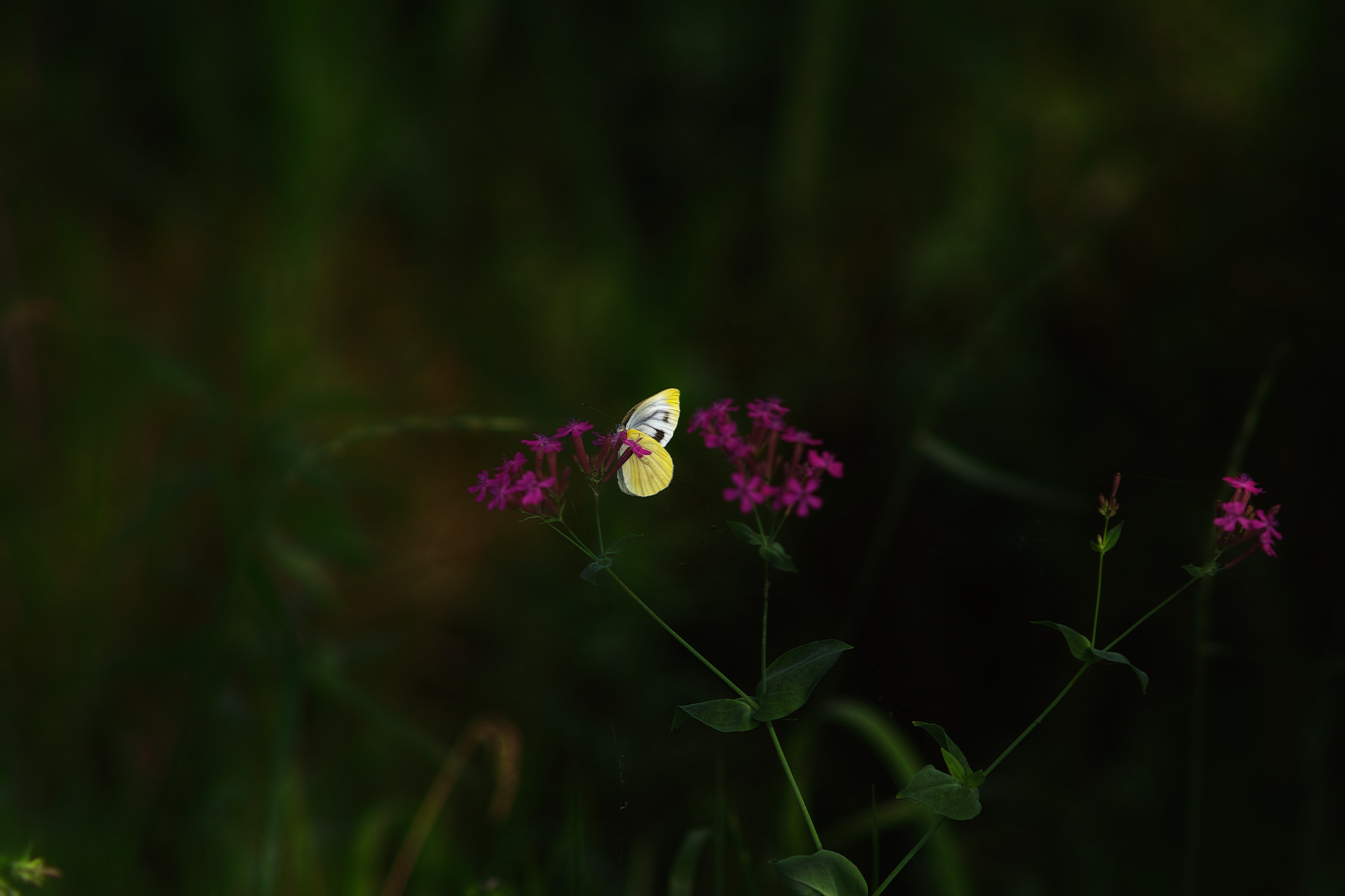 Sigma SD1 Merrill + Sigma 85mm F1.4 EX DG HSM sample photo. Fumi photography