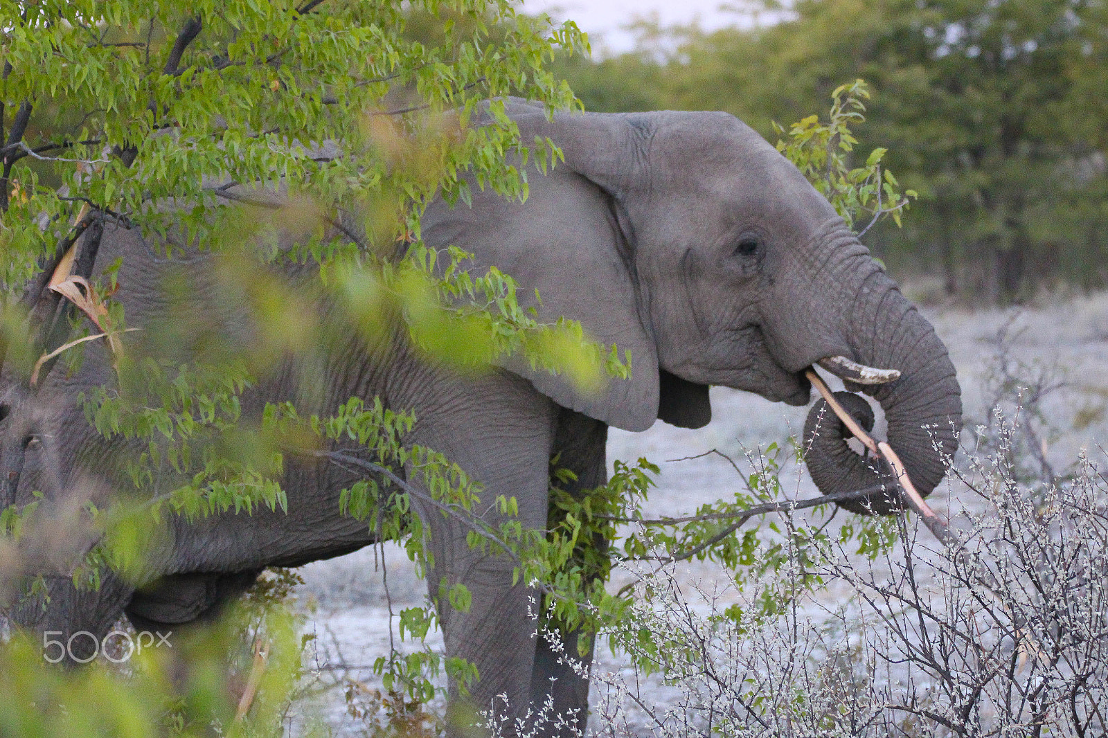 Sigma 150-600mm F5-6.3 DG OS HSM | C sample photo. Elephant at etosha national park photography