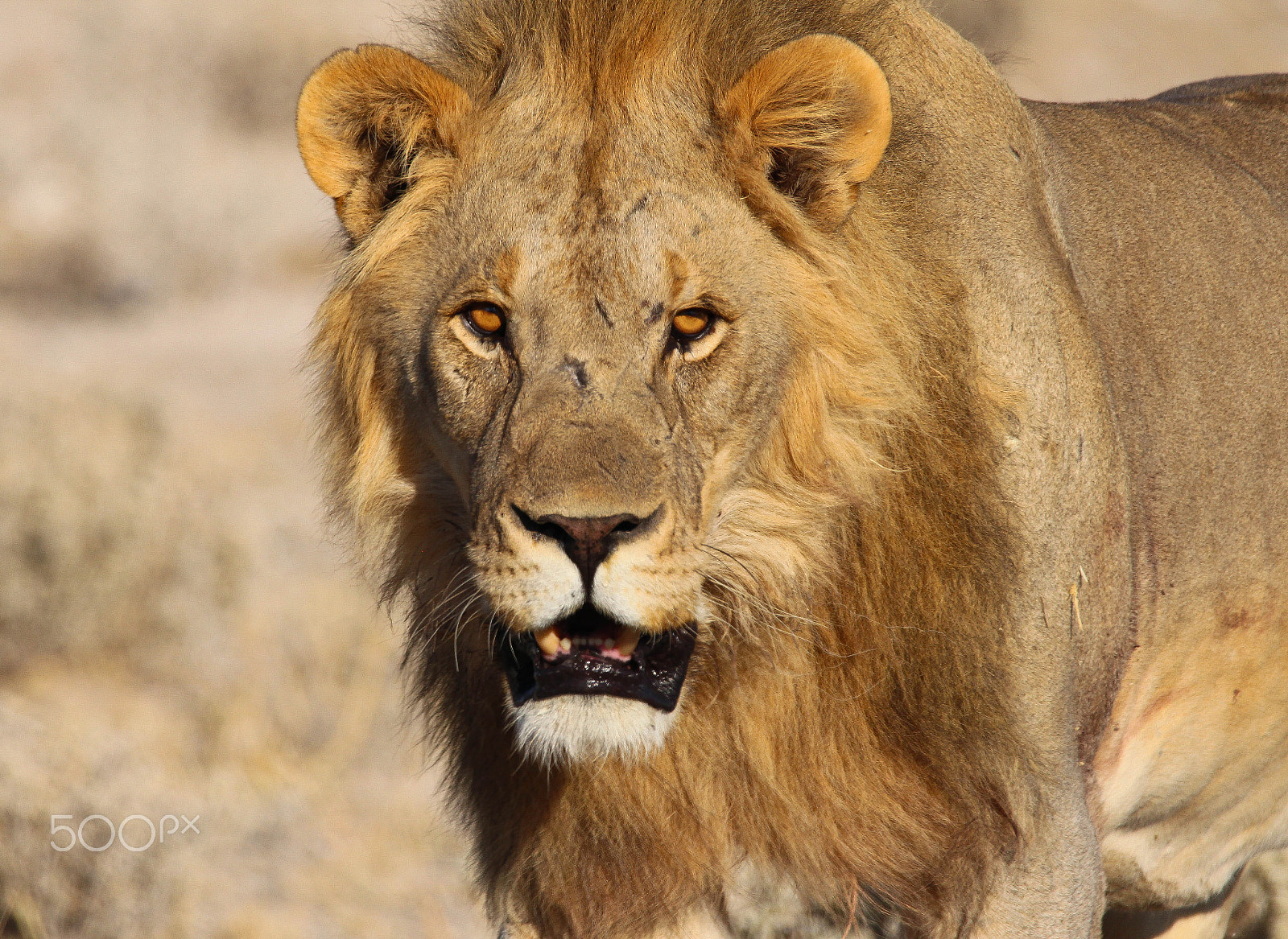 Sigma 150-600mm F5-6.3 DG OS HSM | C sample photo. Lion photography