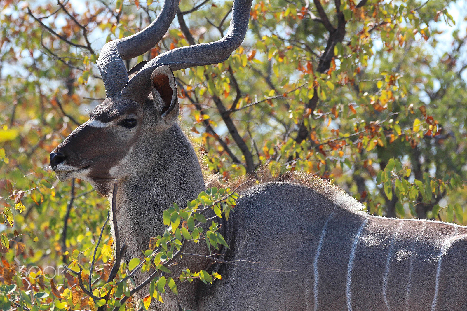 Sigma 150-600mm F5-6.3 DG OS HSM | C sample photo. Kudu photography