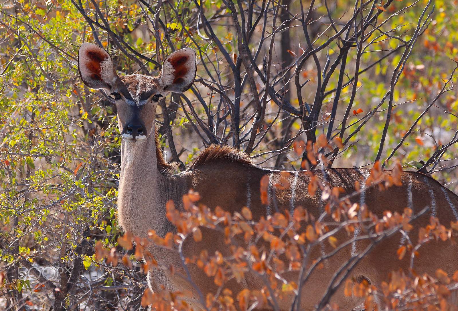 Sigma 150-600mm F5-6.3 DG OS HSM | C sample photo. Kudu photography