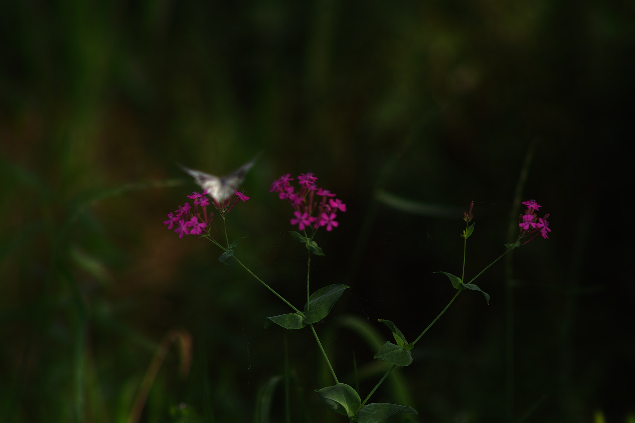 Sigma SD1 Merrill + Sigma 85mm F1.4 EX DG HSM sample photo. Fumi photography
