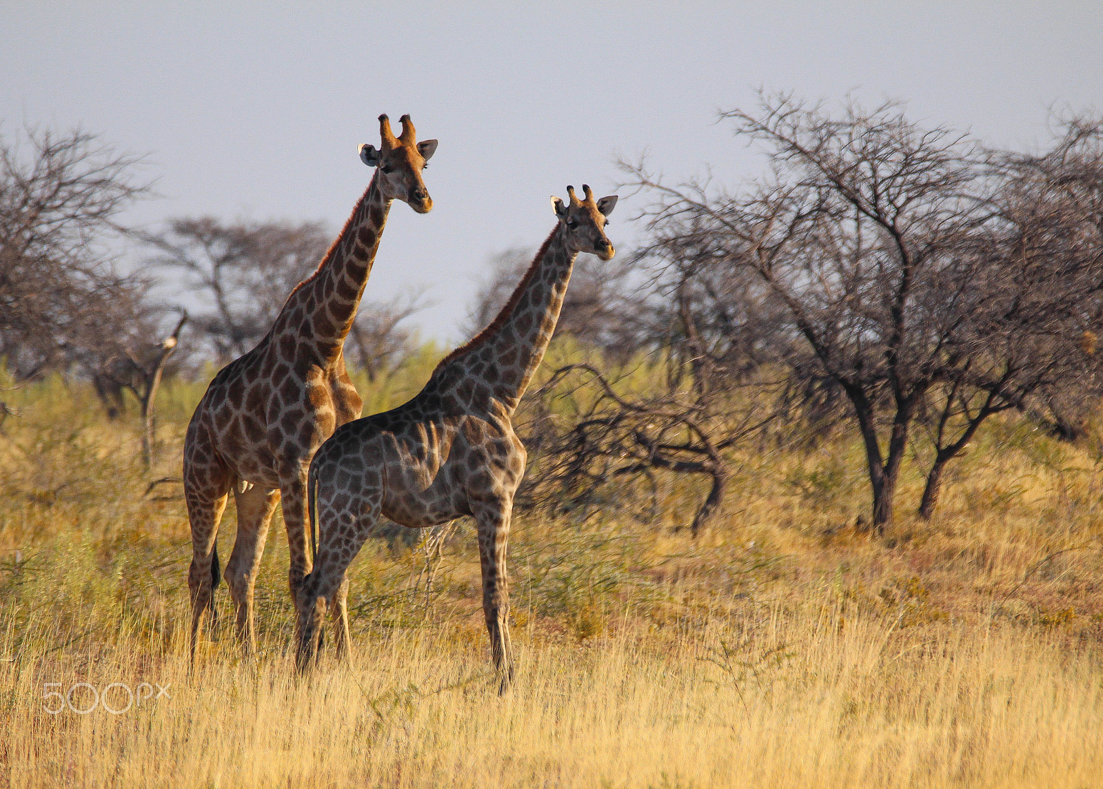 Sigma 150-600mm F5-6.3 DG OS HSM | C sample photo. Giraffe photography