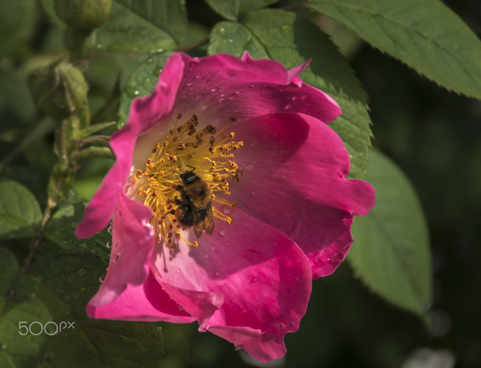 Sony ILCA-77M2 sample photo. Rose photography