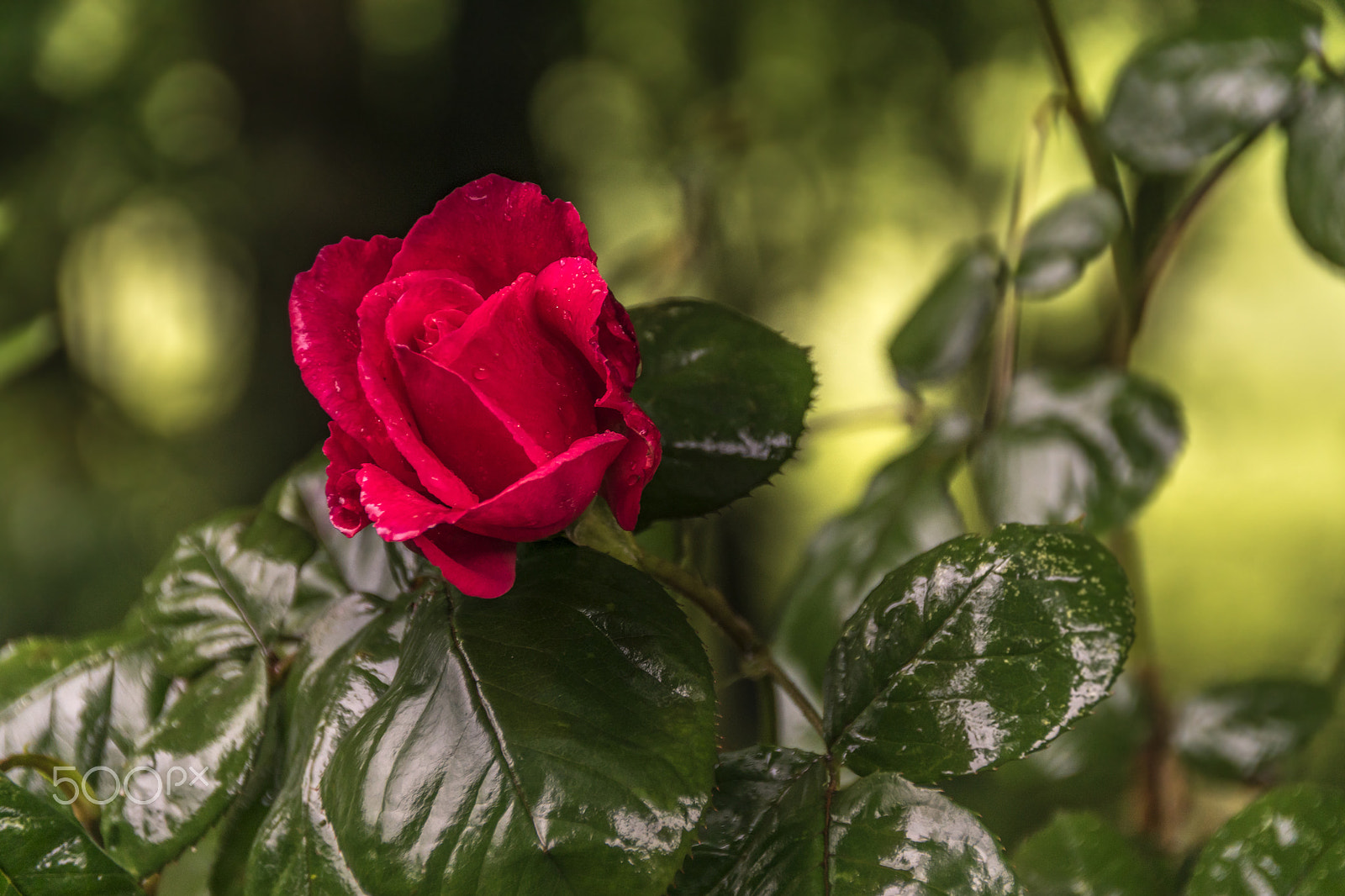 Tamron AF 18-200mm F3.5-6.3 XR Di II LD Aspherical (IF) Macro sample photo. Rose in a woodland glade photography