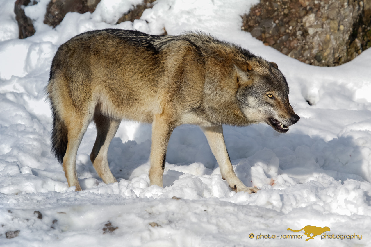 Canon EOS 60D + Canon EF 100-400mm F4.5-5.6L IS USM sample photo. European wolf photography