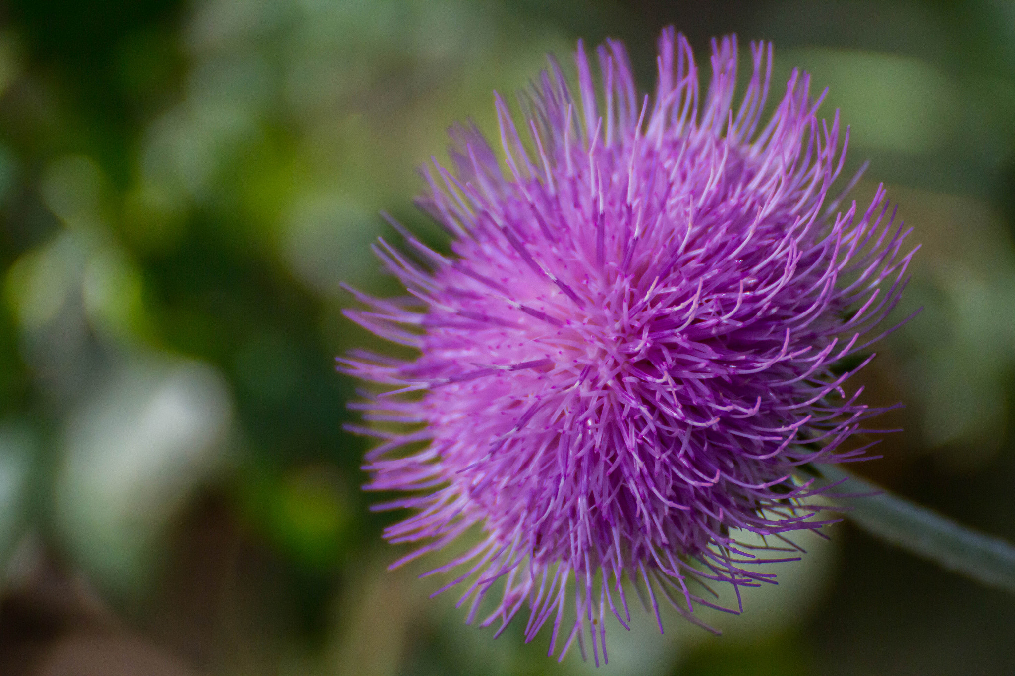 Tamron SP 35mm F1.8 Di VC USD sample photo. Purple flower photography