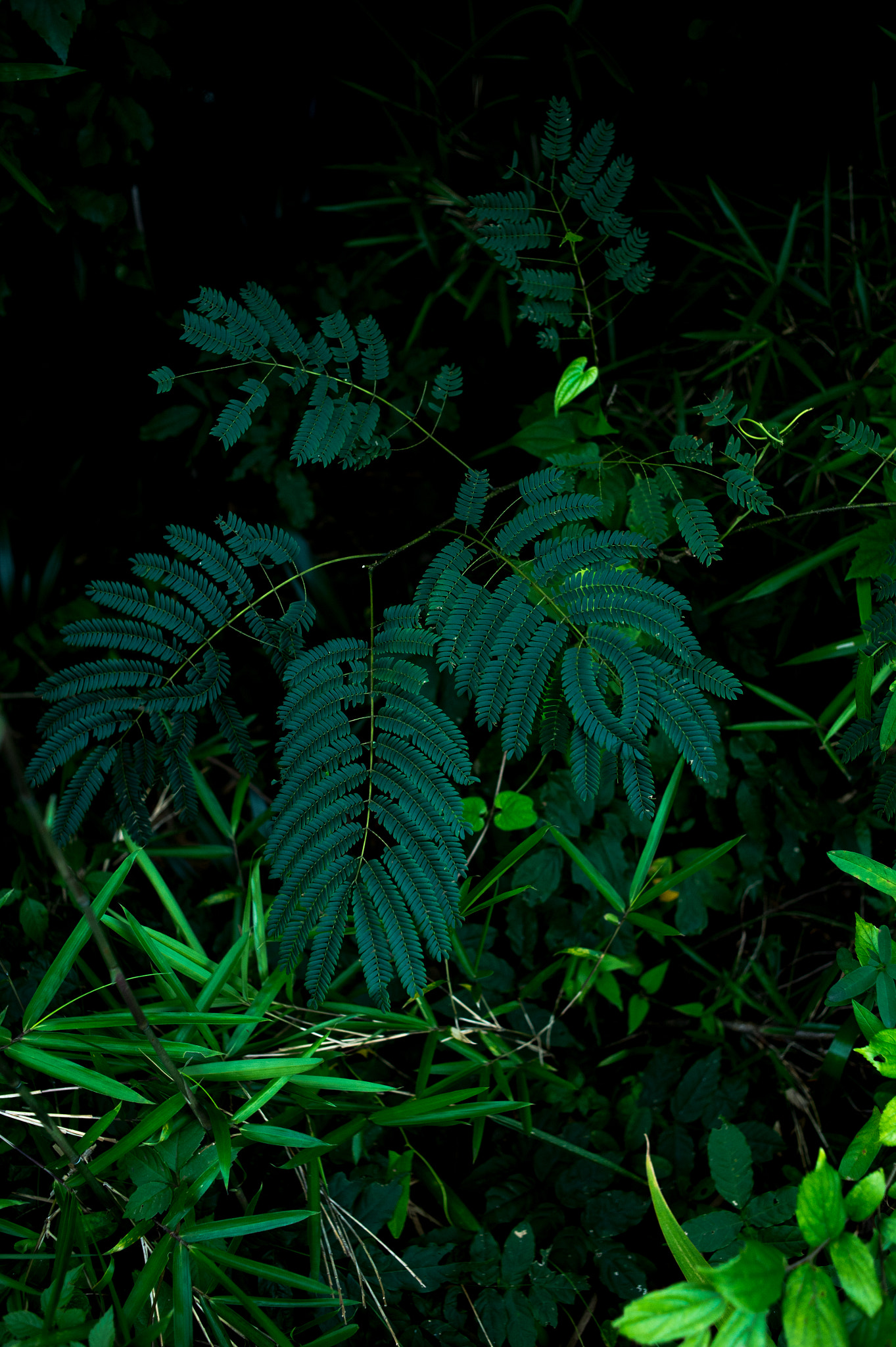 Nikon Df + Nikon AF Nikkor 35mm F2D sample photo. Dsc_2175.jpg photography