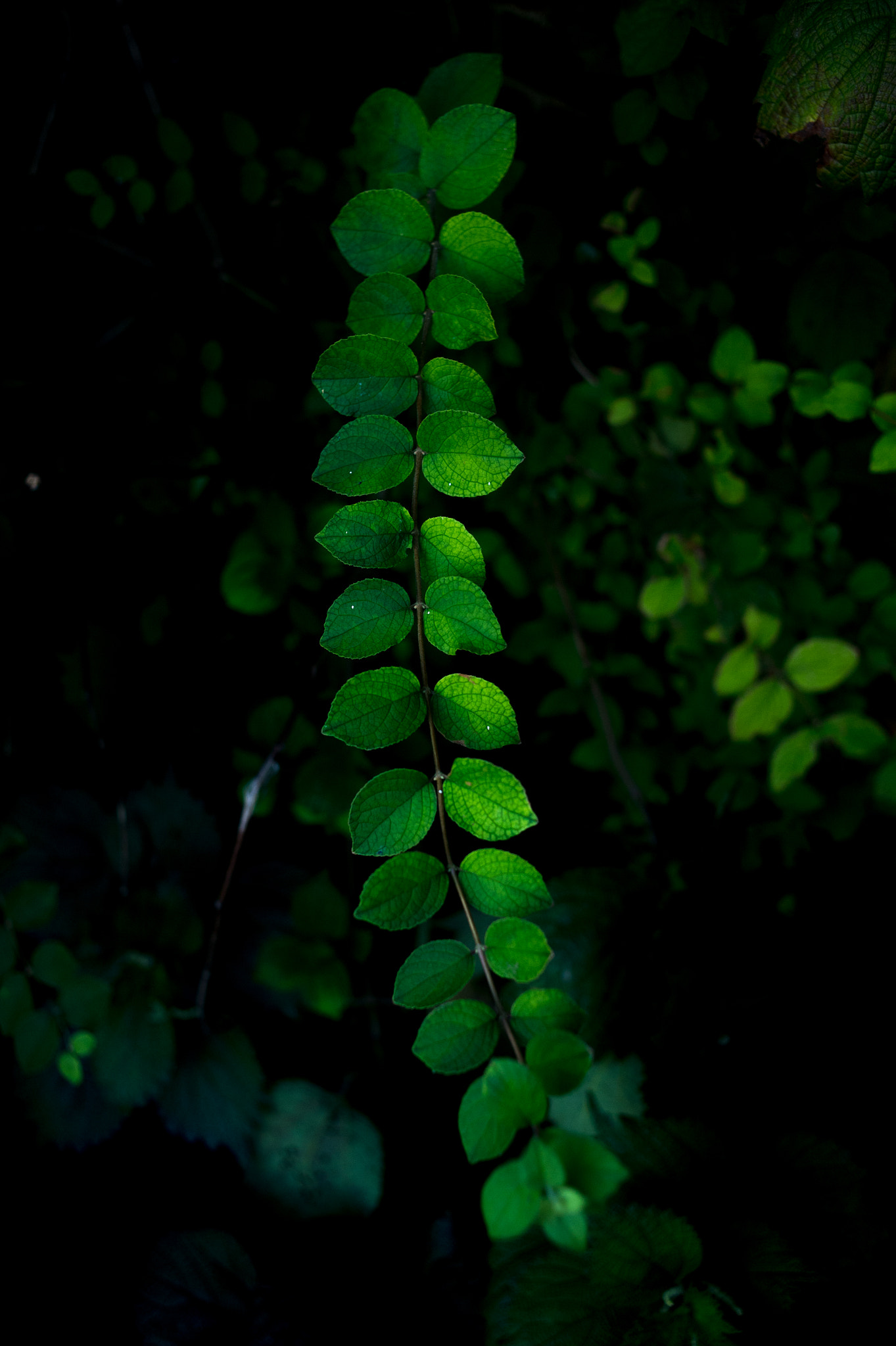 Nikon Df + Nikon AF Nikkor 35mm F2D sample photo. Dsc_2400.jpg photography