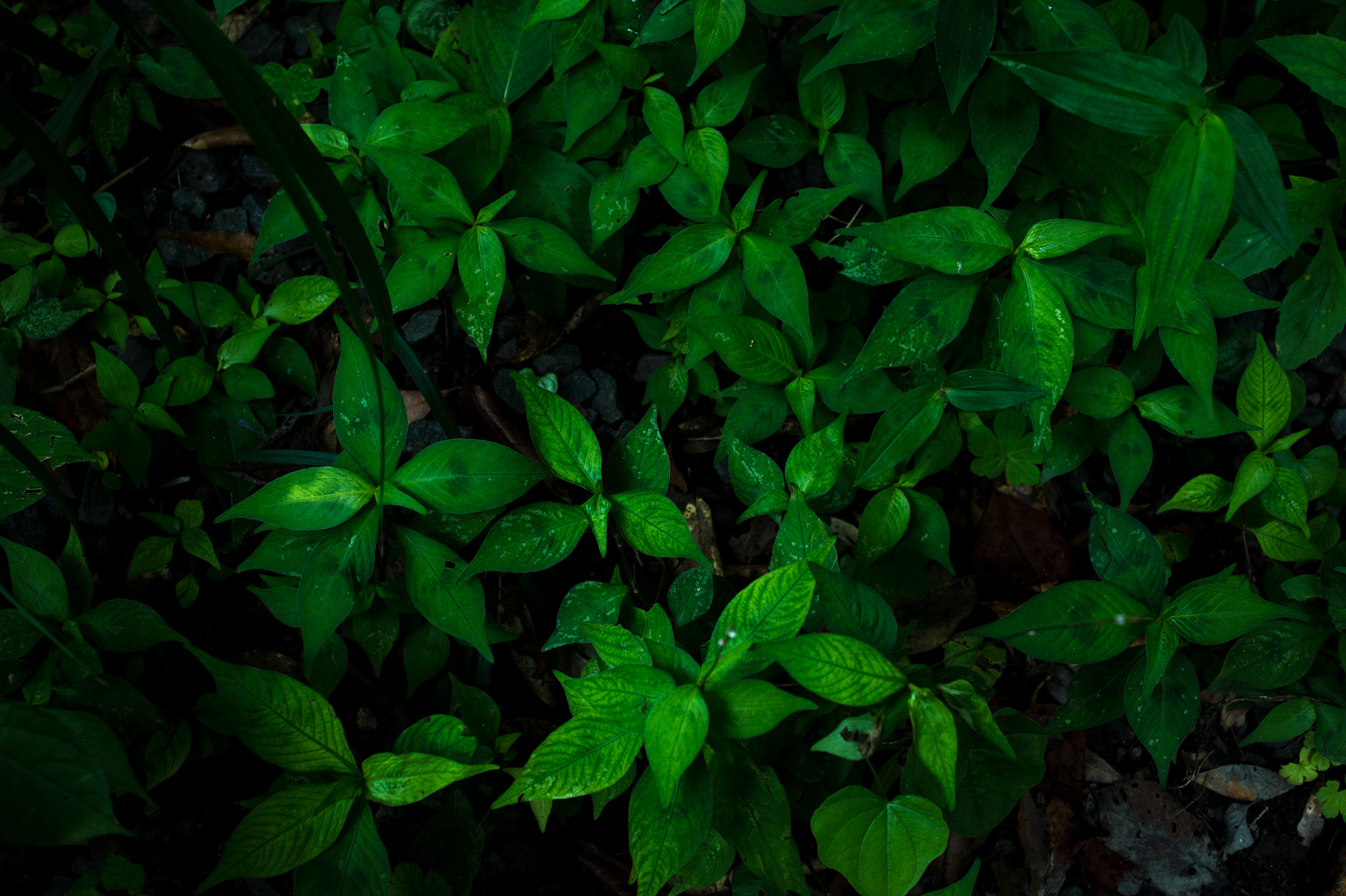 Nikon Df + Nikon AF Nikkor 35mm F2D sample photo. Dsc_2543.jpg photography