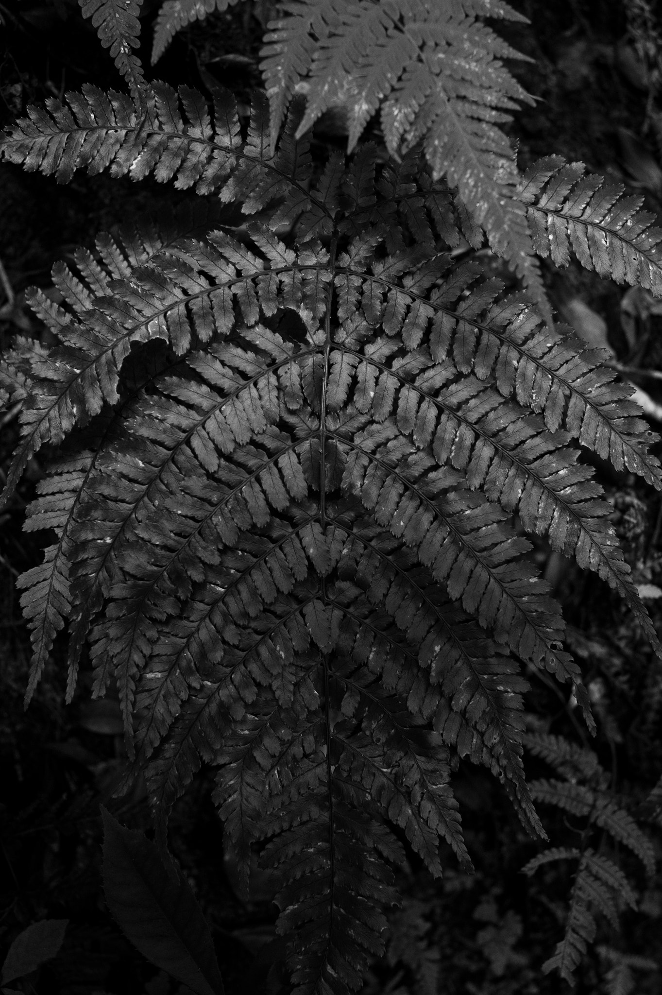 Nikon Df + Nikon AF Nikkor 35mm F2D sample photo. Dsc_2580.jpg photography