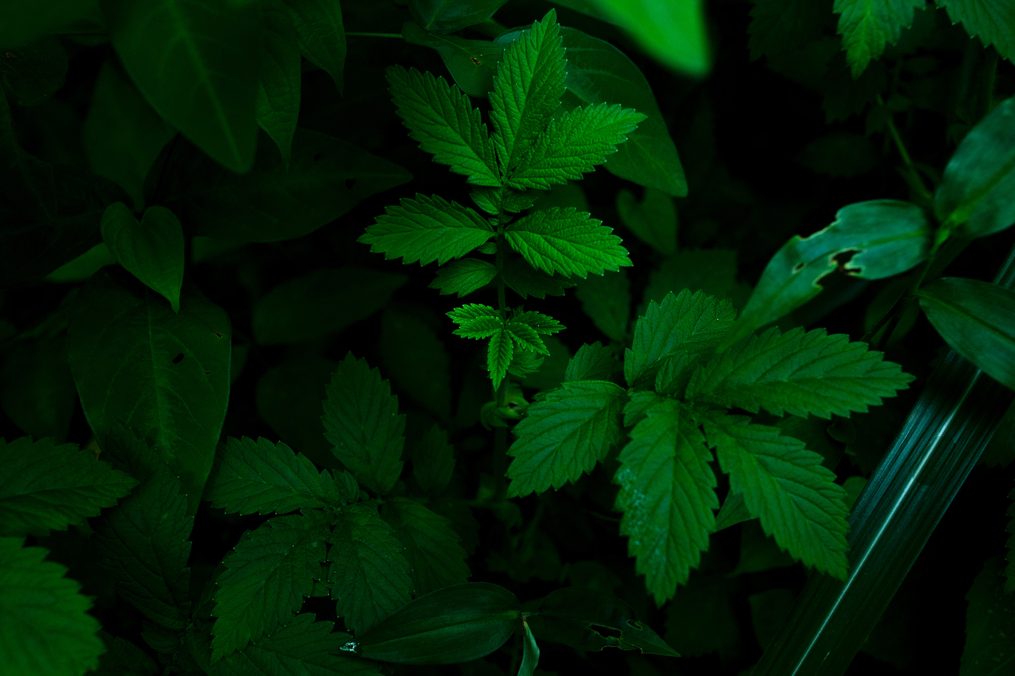 Nikon Df + Nikon AF Nikkor 35mm F2D sample photo. Dsc_2615.jpg photography