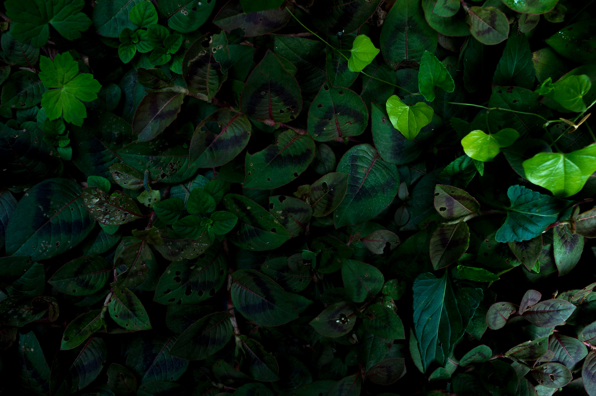 Nikon Df + Nikon AF Nikkor 35mm F2D sample photo. Dsc_2632.jpg photography
