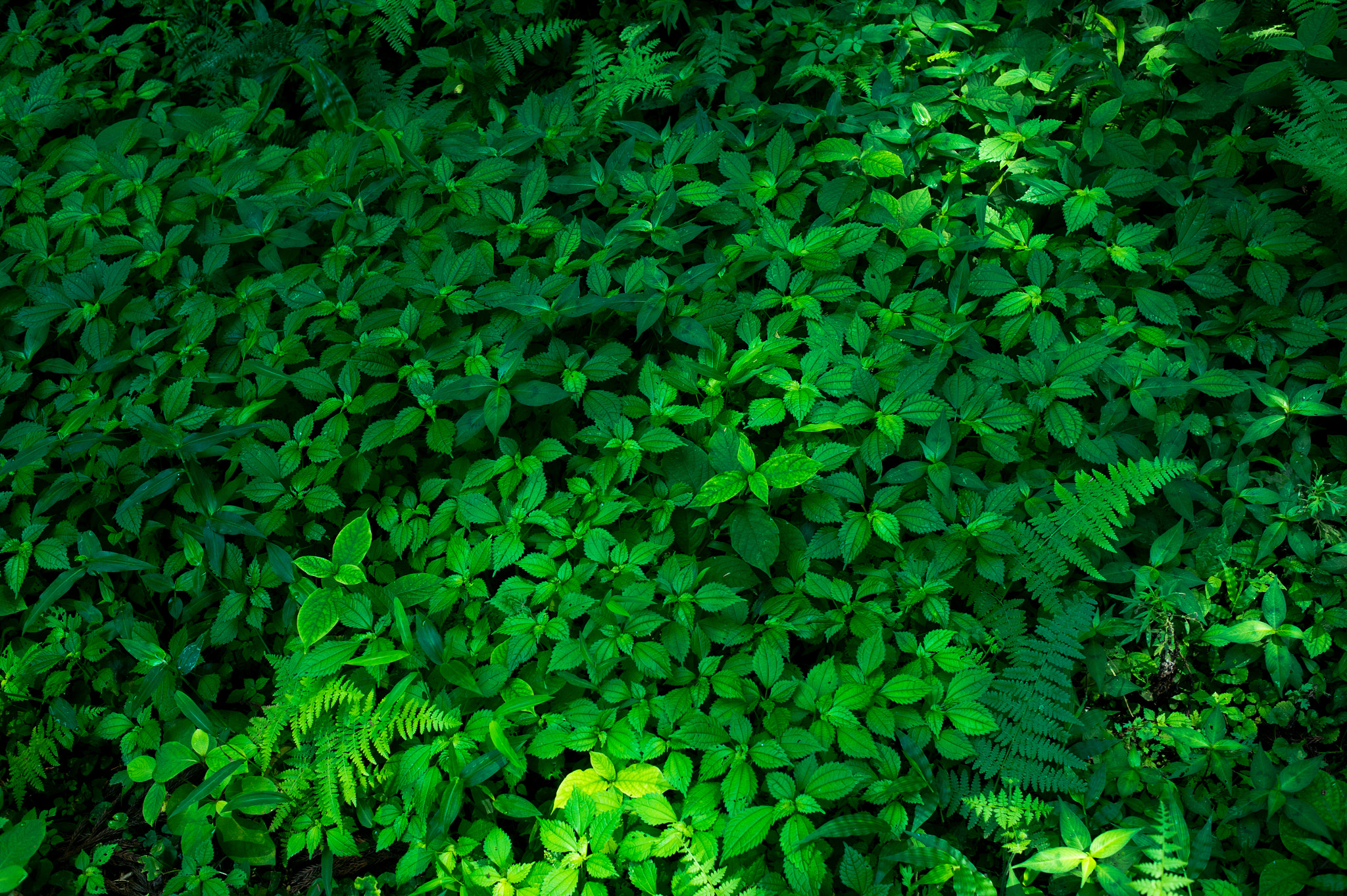 Nikon Df + Nikon AF Nikkor 35mm F2D sample photo. Dsc_2668.jpg photography