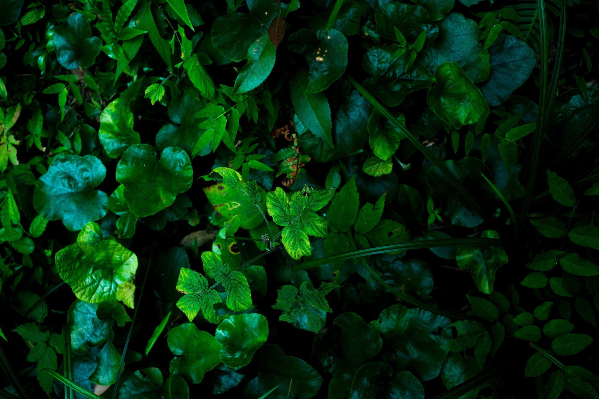 Nikon Df + Nikon AF Nikkor 35mm F2D sample photo. Dsc_2674.jpg photography