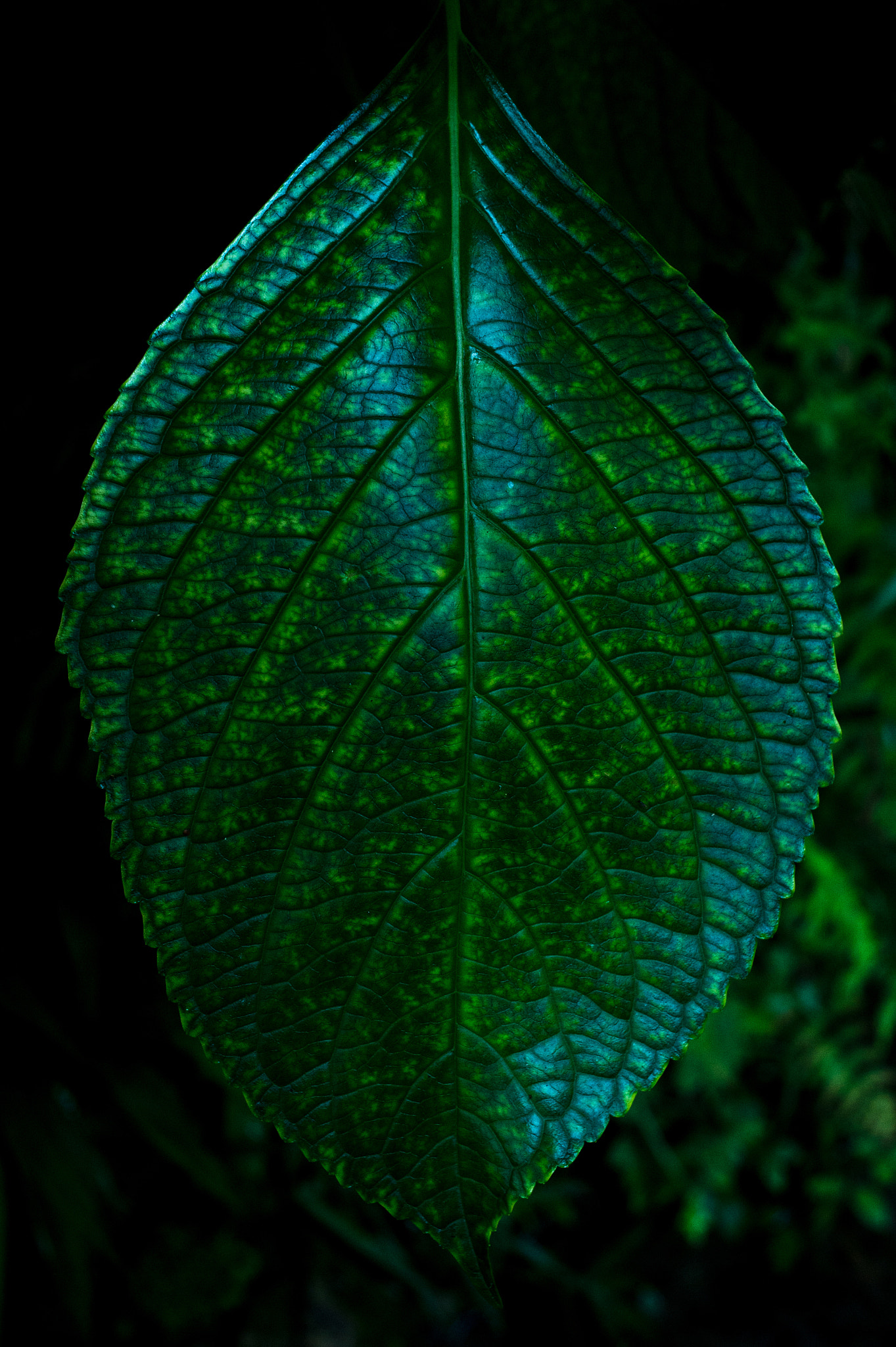 Nikon Df + Nikon AF Nikkor 35mm F2D sample photo. Dsc_2715.jpg photography