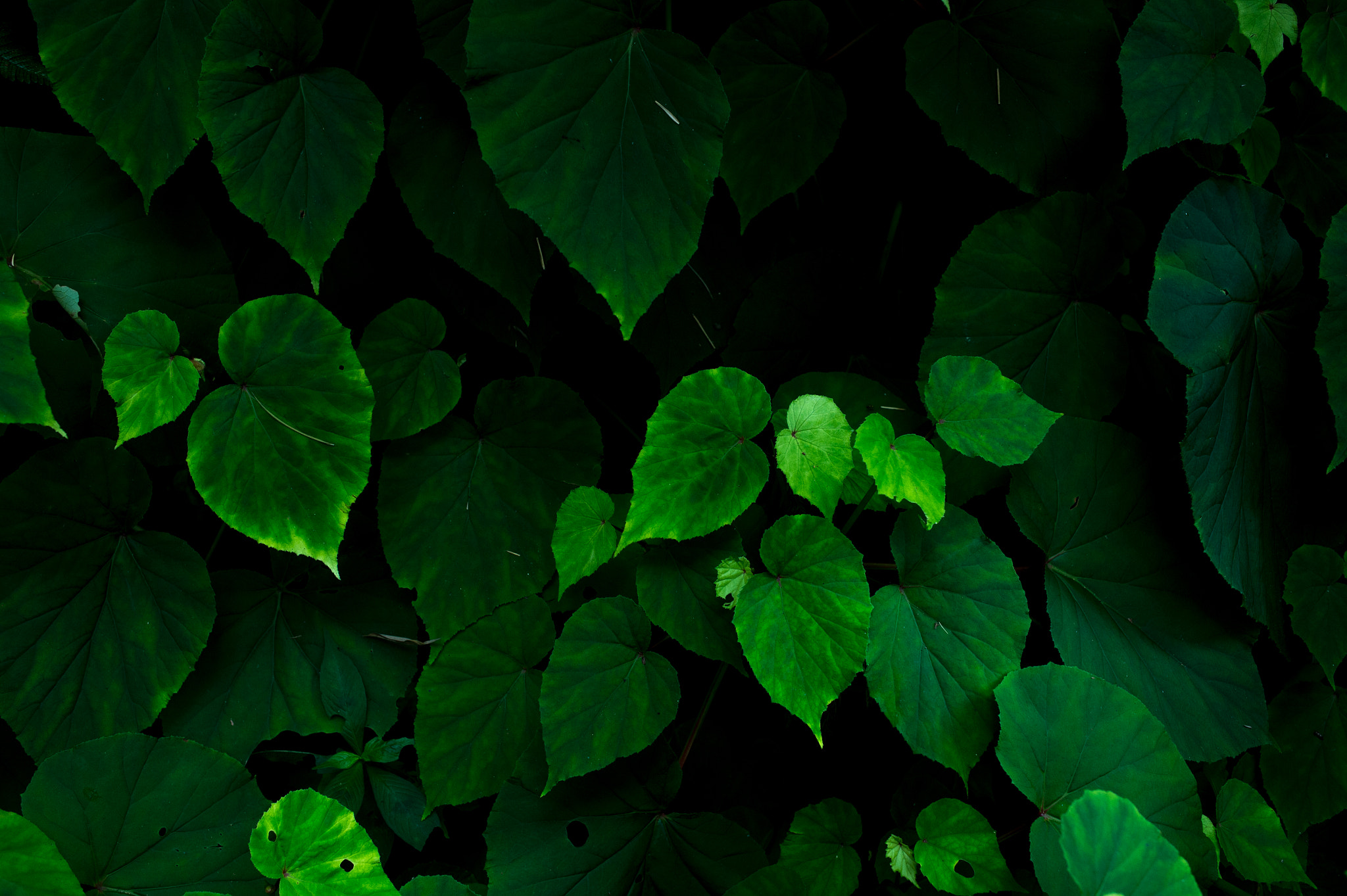 Nikon Df + Nikon AF Nikkor 35mm F2D sample photo. Dsc_2722.jpg photography